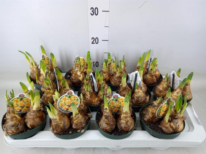 <h4>Narcissus   ...</h4>