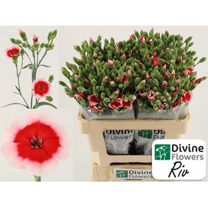 Dianthus TR 'Solomio Riv'
