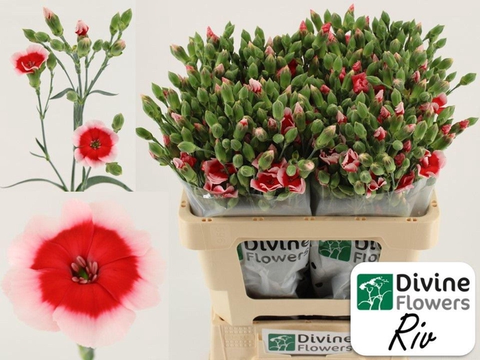 <h4>Dianthus TR 'Solomio Riv'</h4>