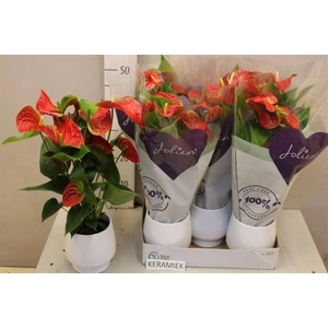 ANTHU AN BAMBINO RED