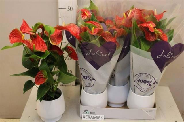 <h4>ANTHU AN BAMBINO RED</h4>