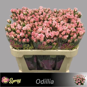 ROSA ODILIA (T)