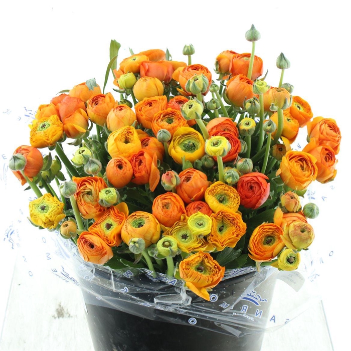 <h4>Ran El Sr Orange Super</h4>