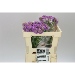 Scabiosa Atr Bb Ube Scoop
