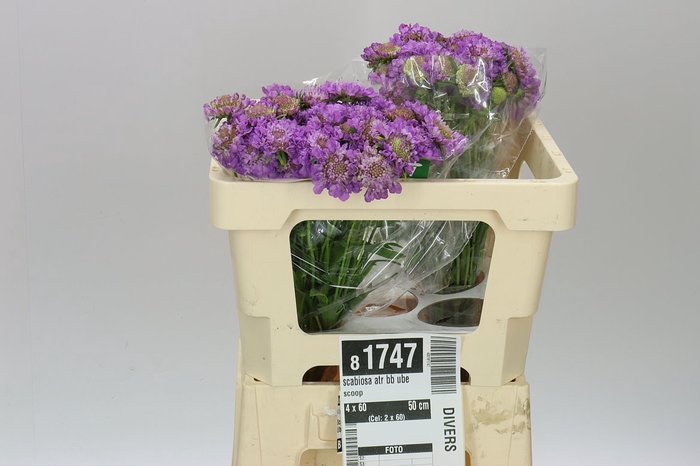<h4>Scabiosa Atr Bb Ube Scoop</h4>