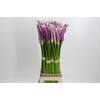 Zantedeschia Eydolls Purple White