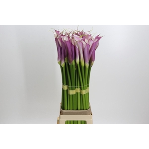 Zantedeschia Eydolls Purple White