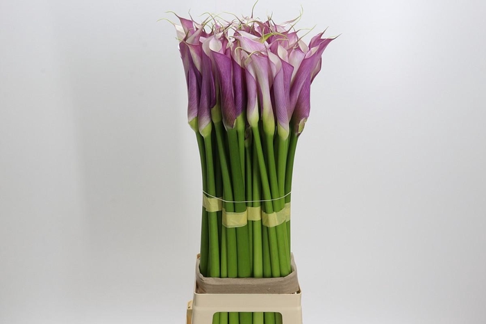 <h4>Zantedeschia Eydolls Purple White</h4>