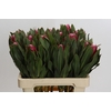 Protea Brenda