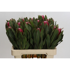 Protea Brenda