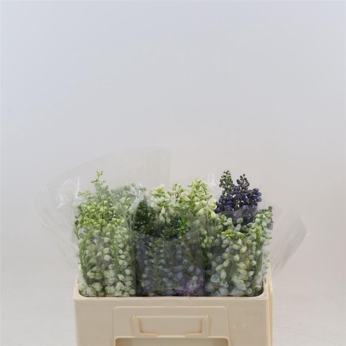 <h4>Delphinium Mix</h4>