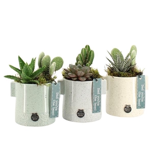 Arrangementen kamerplanten 6%