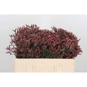 Lim Sin Sen Pin Beau