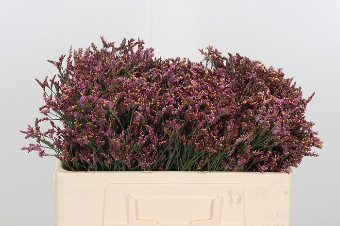 <h4>Lim Sin Sen Pin Beau</h4>