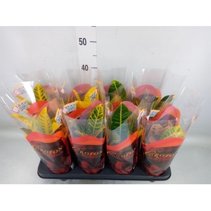 Codiaeum var. GR 'Petra'