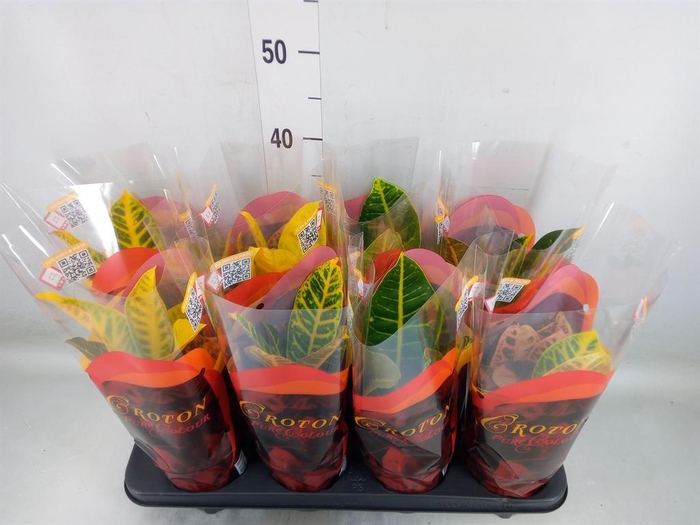 <h4>Codiaeum var. GR 'Petra'</h4>