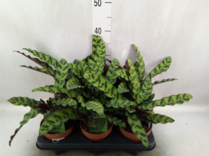 <h4>Calathea lancifolia</h4>