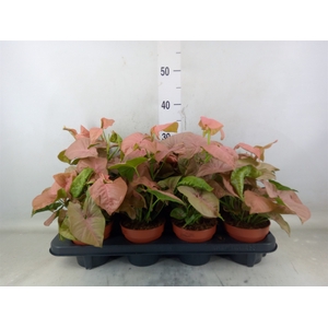 Syngonium podop.