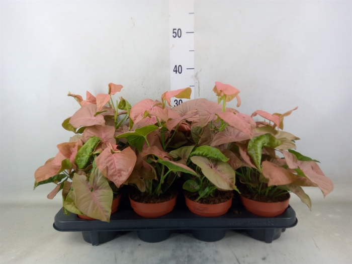 <h4>Syngonium podop.</h4>
