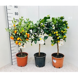Citrus Mixed 2-3 Var. on stem