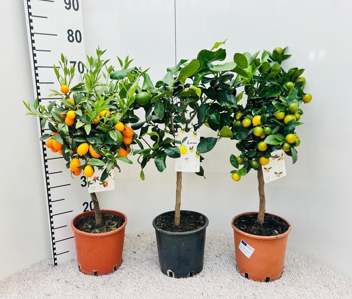 <h4>Citrus Mixed 3+ Var. on stem</h4>