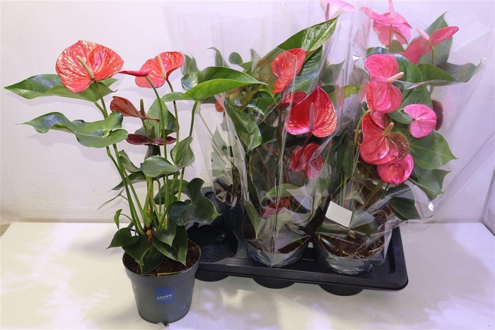 <h4>arr8 Anthu An Gem</h4>