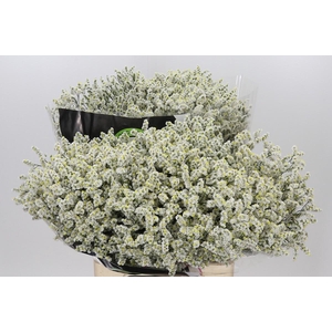 Limonium Diamond White