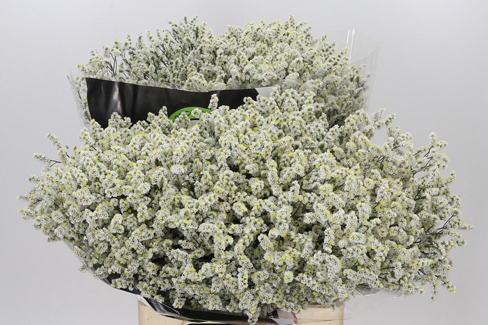 <h4>Limonium Diamond White</h4>
