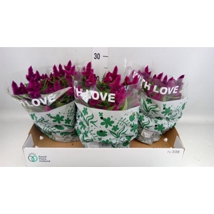 Celosia spic. 'Intenz'