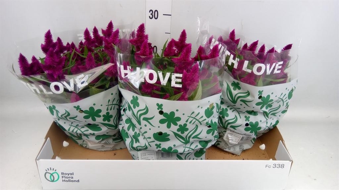 <h4>Celosia spic. 'Intenz'</h4>