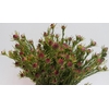 Leucadendron Jubilee Crown Spray