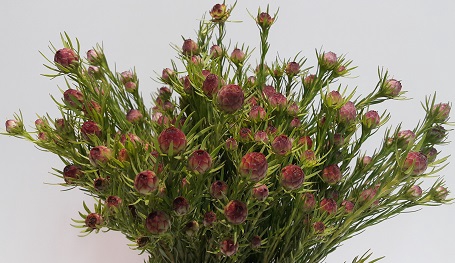 Leucadendron Jubilee Crown Spray