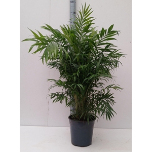 CHAMAED ELEGANS