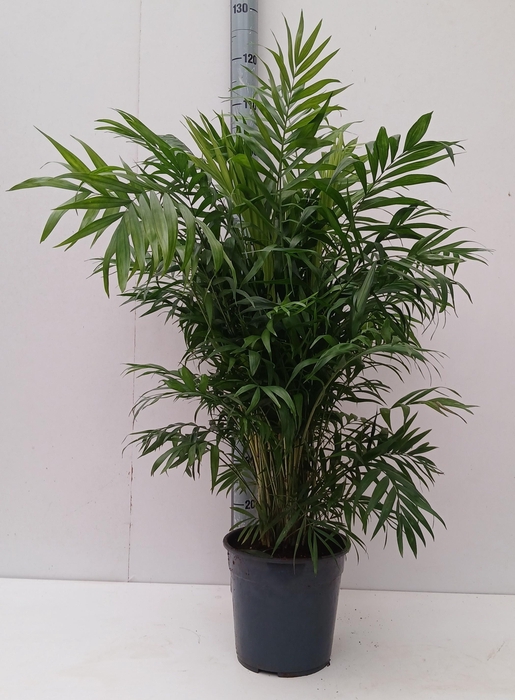 <h4>CHAMAED ELEGANS</h4>