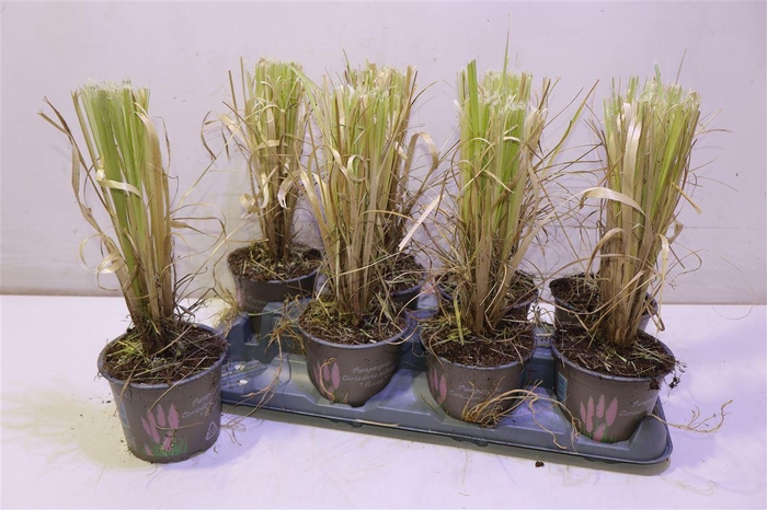 <h4>arr8 Corta Se Rosea</h4>