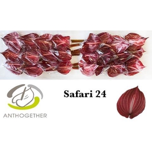 Anthurium Safari