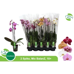 PHAL GEM