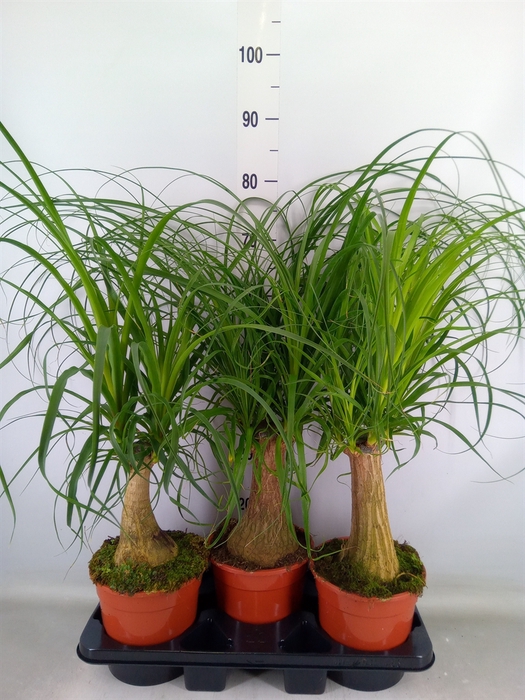 <h4>Beaucarnea recurvata</h4>