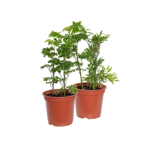 ARVORE DA FELICIDADE P17 VARIADO