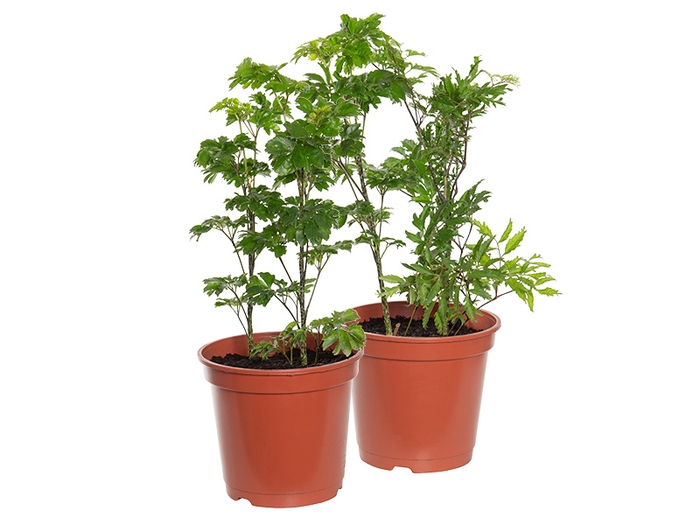 <h4>ARVORE DA FELICIDADE P17 VARIADO</h4>