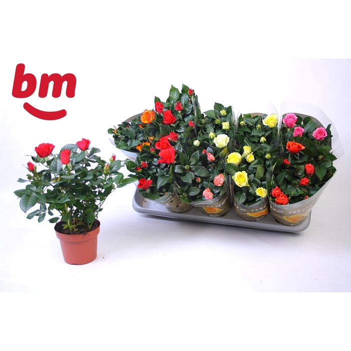 <h4>RO B MONDE GEM 6 SRT</h4>