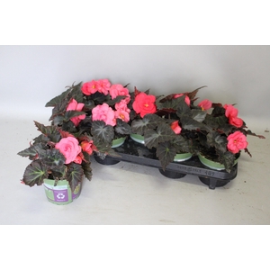 Begonia tub. Rose