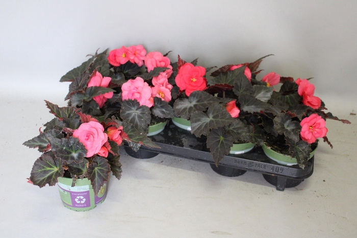 <h4>Begonia tub. Rose</h4>