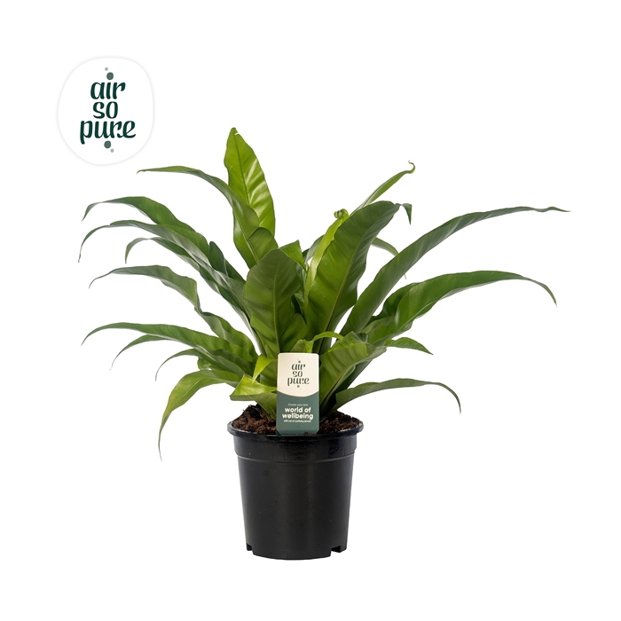 <h4>Asplenium antiquum - Air So Pure</h4>