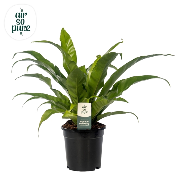 <h4>Asplenium antiquum - Air So Pure</h4>