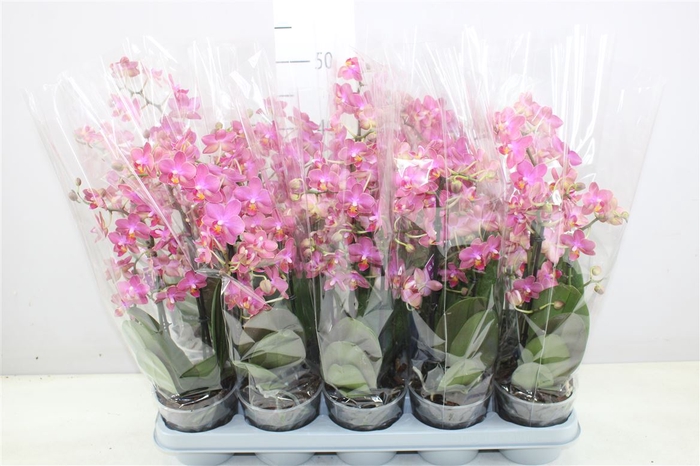 Phal Aromio Floral 2 Tak Scented