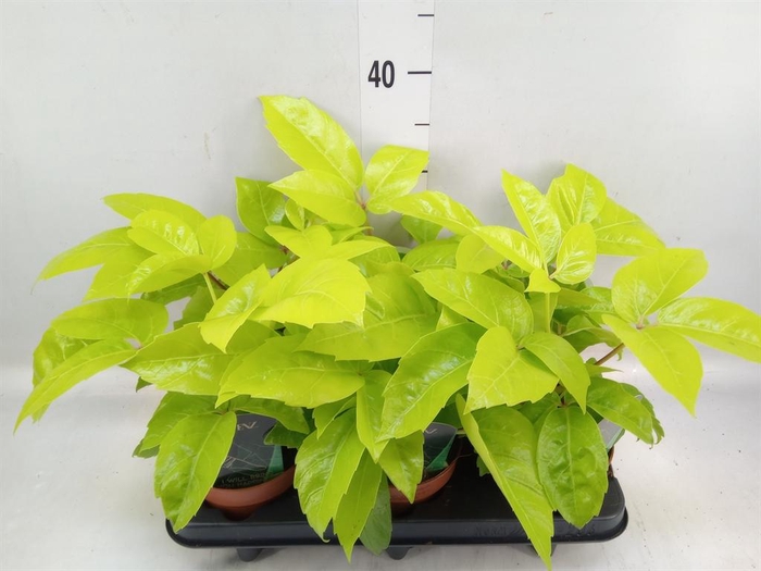 <h4>Schefflera actin.</h4>