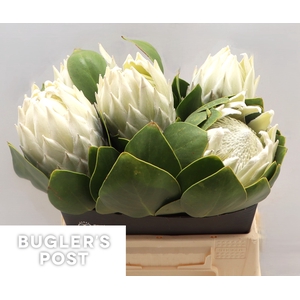 Protea cynaroides Ayoba Arctic Ice