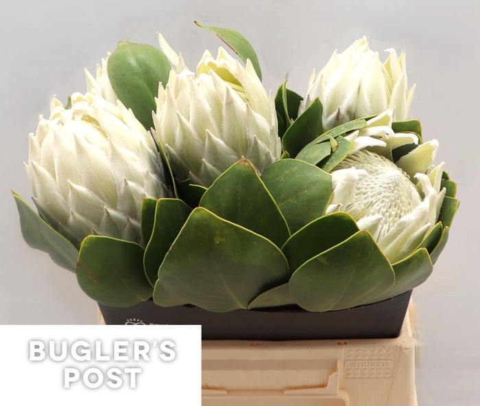 <h4>Protea cynaroides Ayoba Arctic Ice</h4>