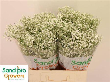 <h4>Gyps Pa Xlence</h4>